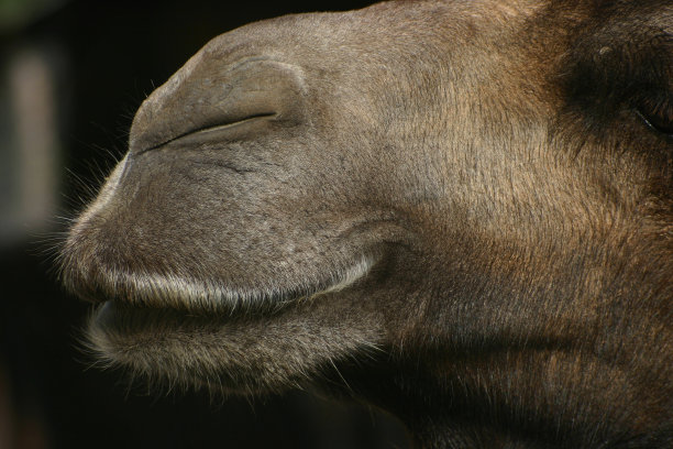 骆驼的脸图片下载