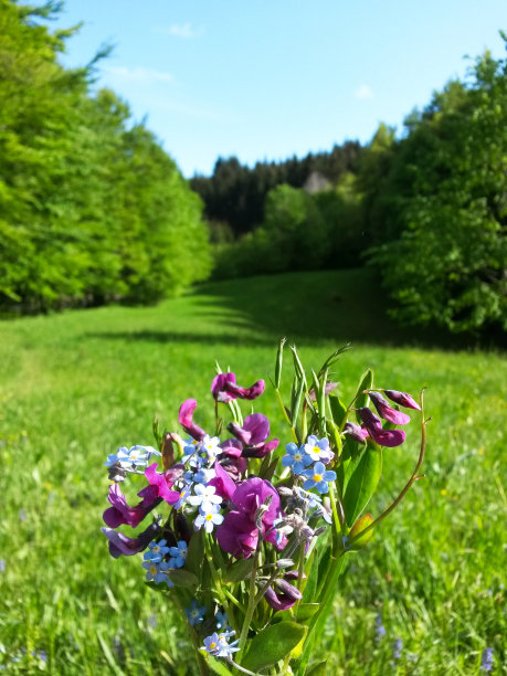 花朵的花束图片下载