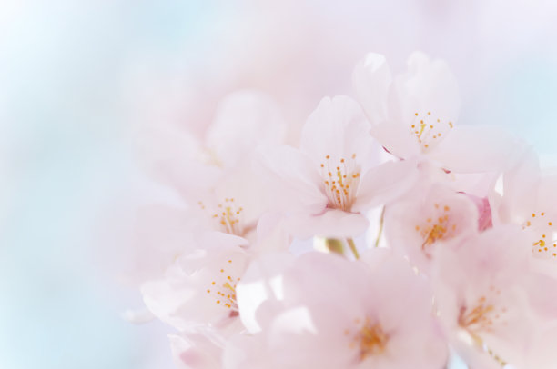 浪漫樱花图片素材ID：135285040