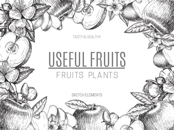 手绘苹果矢量设计。复古素描风格插画图片下载