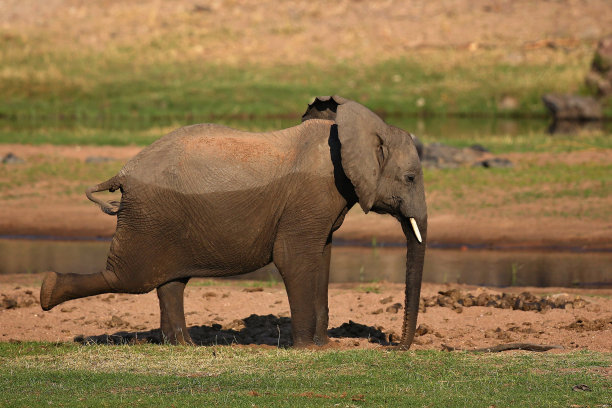 大象在美丽的自然栖息地图片下载