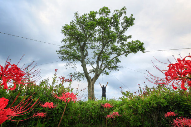 束缚的大树图片下载