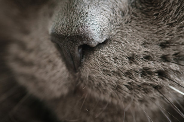 灰猫鼻子特写照片图片下载