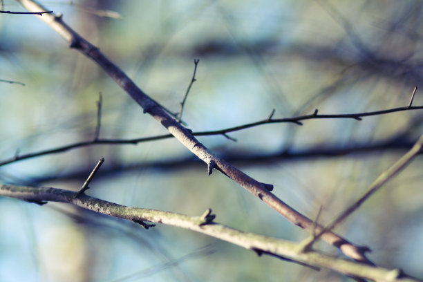 秋天树枝图片下载