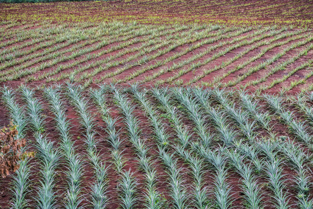 菠萝农业图片下载