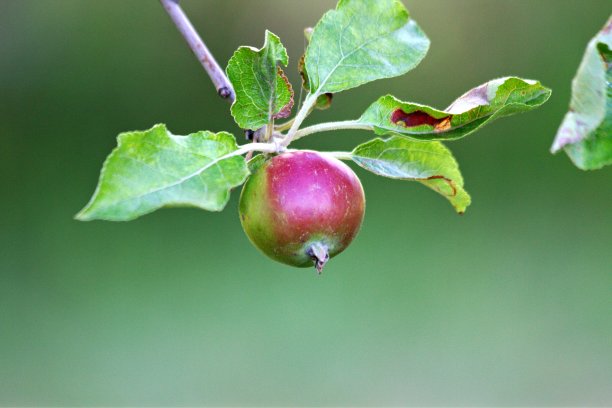 漂亮的苹果图片下载
