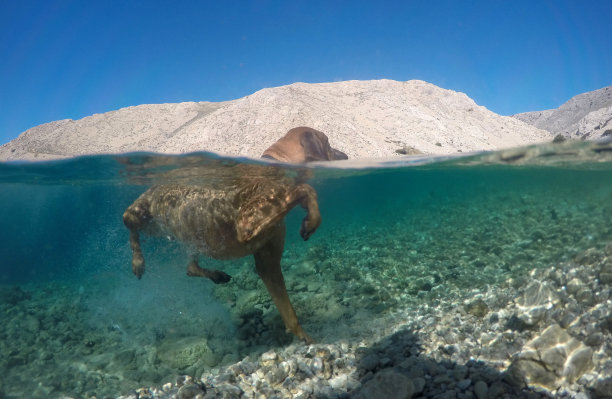 照片下面的棕色狗在海里游泳图片下载
