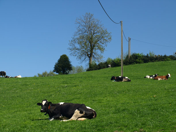 奶牛在丘陵草地上休息图片下载