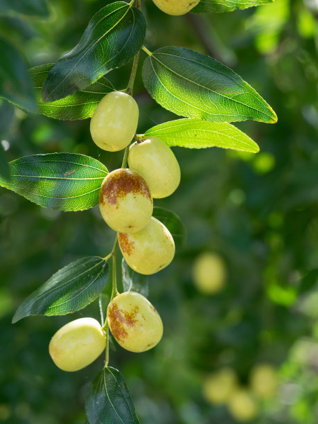 果实和枣叶图片下载
