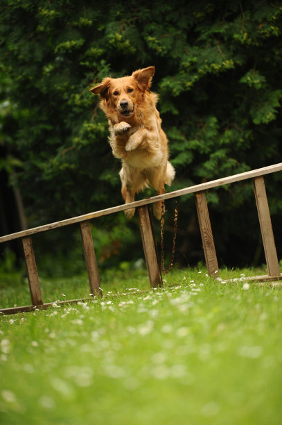 狗跳图片下载