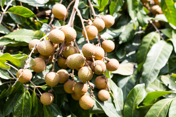 美味的兽人果味图片下载