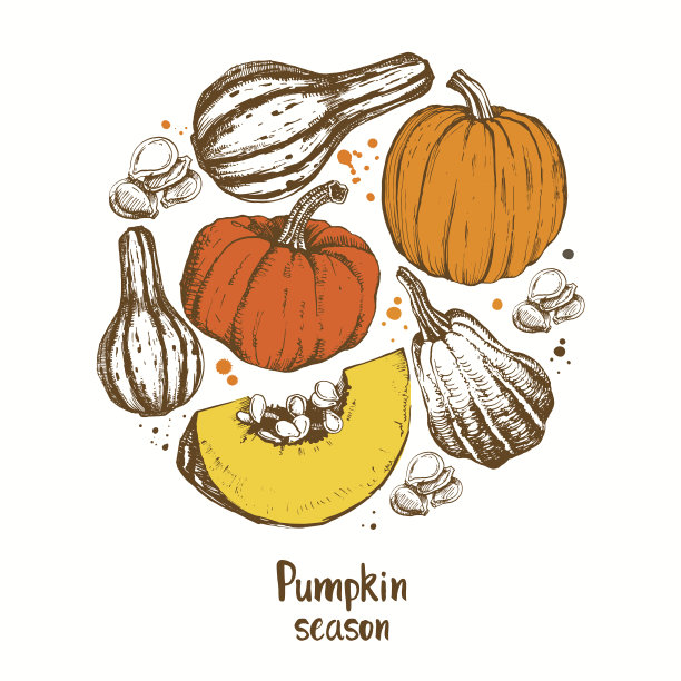 南瓜向量。不同品种的南瓜。图片下载