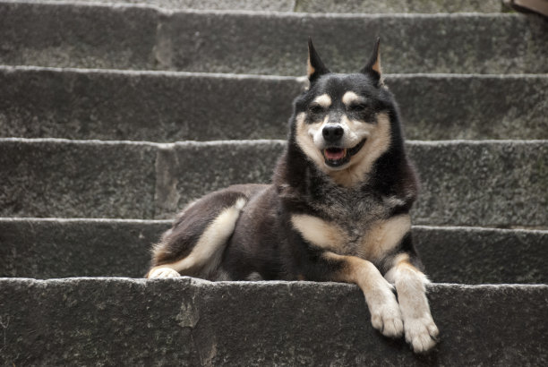 会笑的狗狗,图片下载