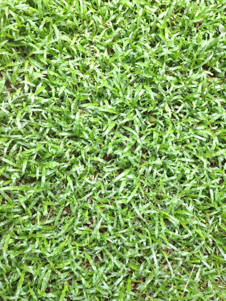 草地的背景图片下载