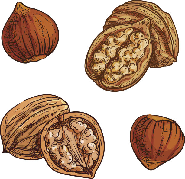 榛子和核桃速写健康食品设计图片下载