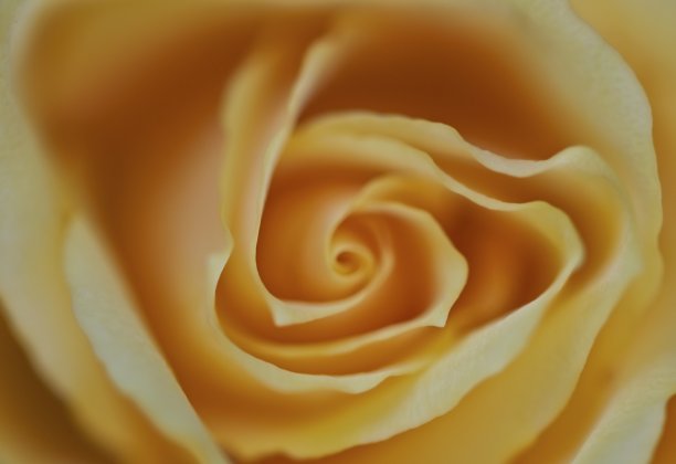 黄玫瑰图片下载