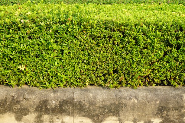 公园里的树墙图片下载