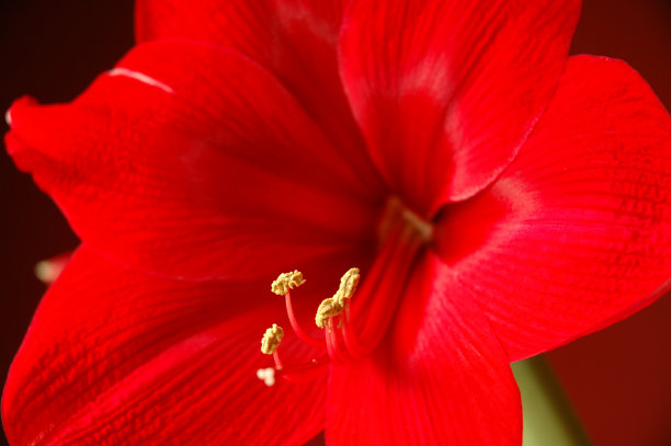 红色的喇叭花图片下载