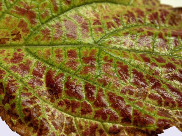 紫色和绿色的叶子图片下载