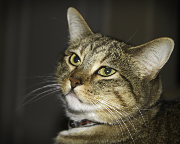 虎斑猫。图片下载