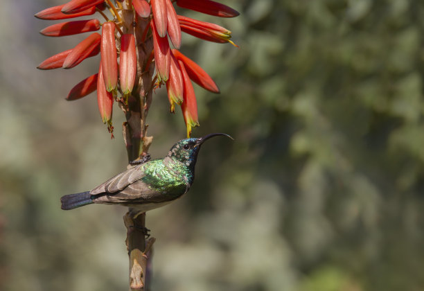 这是一只雄性白腹太阳鸟的惊人图片图片下载