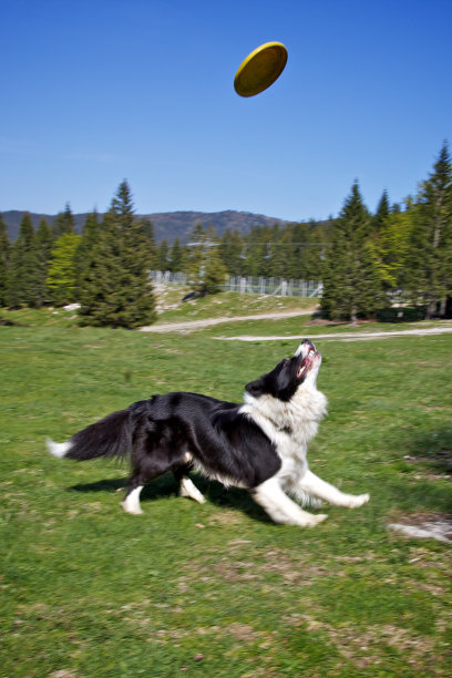 狗和一个飞盘图片下载