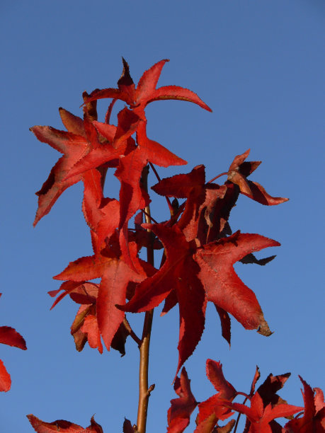 秋天的落叶图片下载