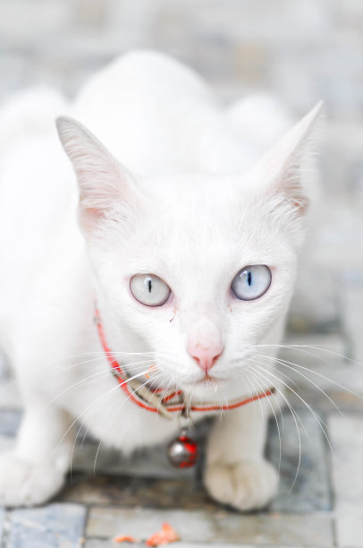 凯特正盯着摄像机图片下载