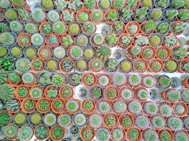 俯视图小仙人掌排成一行图片下载