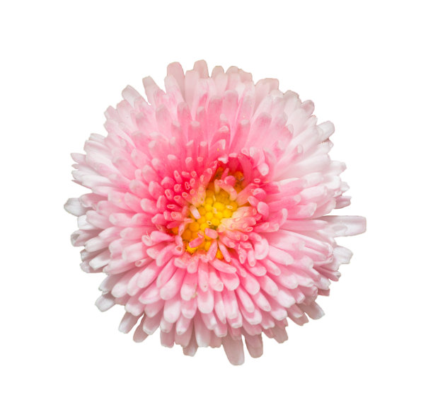 孤立在白色背景上的粉红色玛格丽特雏菊花。图片下载