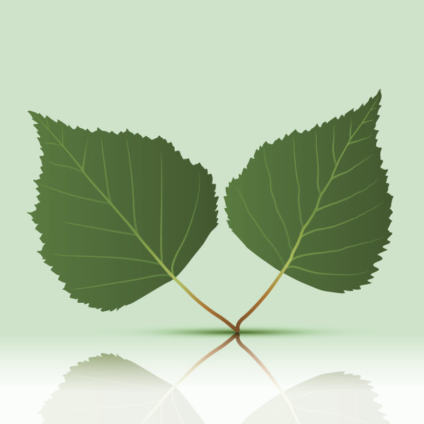 绿色的树叶图片下载