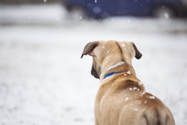 小狗看向街道图片下载