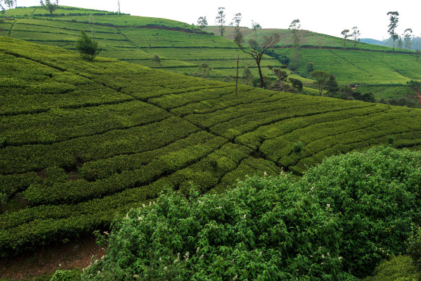 斯里兰卡的茶园图片下载