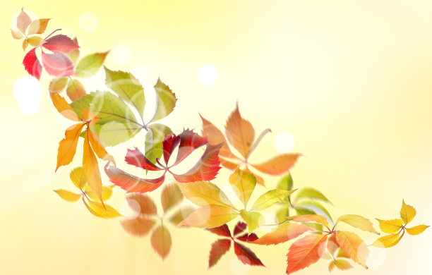 五叶地锦秋图片下载