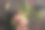 鲜花图片素材ID：135405820