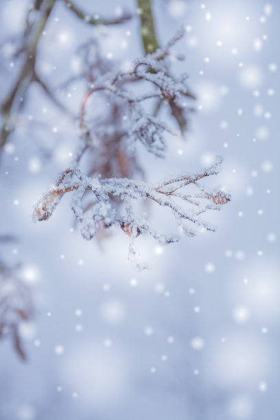 冰冻的分支图片下载