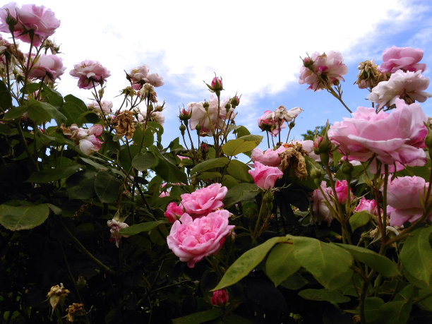 蓝色天空背景上的粉色玫瑰图片下载