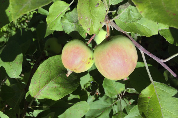 苹果在苹果树枝上图片下载