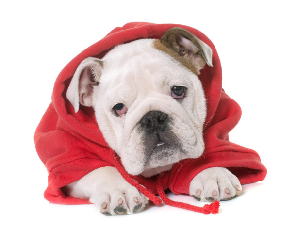 英国斗牛犬图片下载