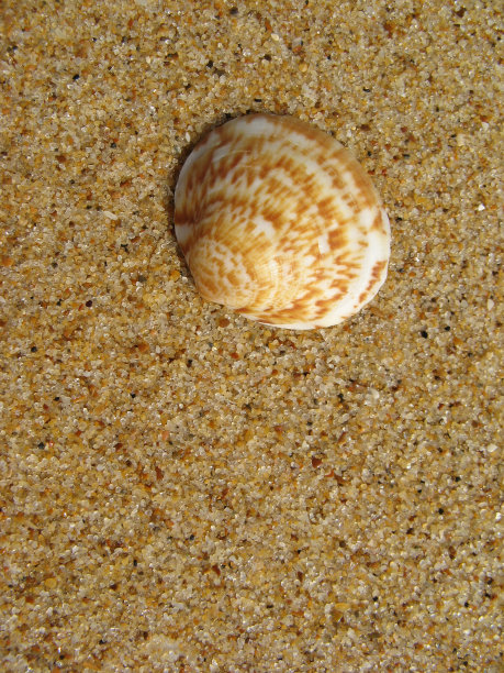 海滩上的贝壳图片下载