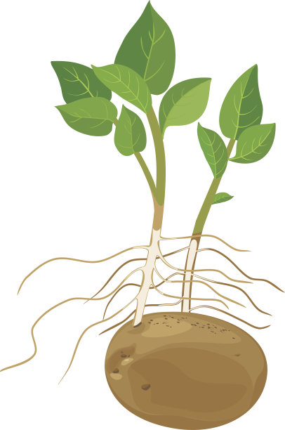 土豆植物图片下载