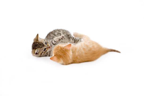 两只小猫在白色背景上玩耍图片下载