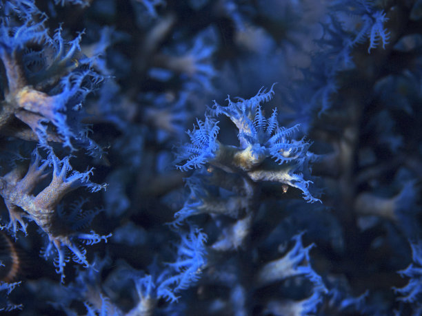 蓝色珊瑚虫，蓝色Korallenpolypen图片下载