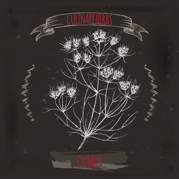 孜然向量手绘草图在肮脏的黑色背景。图片下载