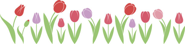 郁金香。白色背景上的抽象花朵图片下载