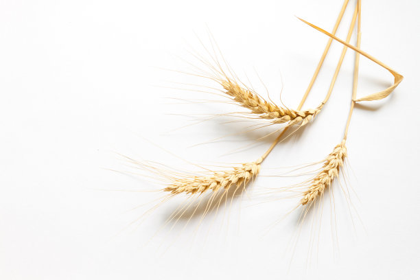 白色硬纸板上的硬小麦，特写图片下载