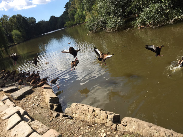 奥杜邦公园的一群黑腹吹口哨的鸭子图片下载