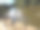 奥杜邦公园的一群黑腹吹口哨的鸭子图片下载
