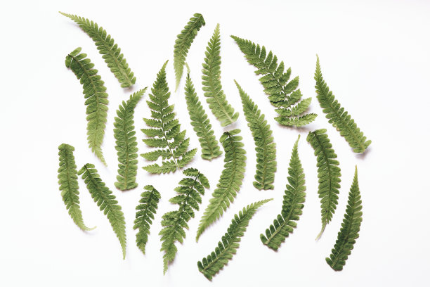 蕨类叶子在白色的背景图片下载