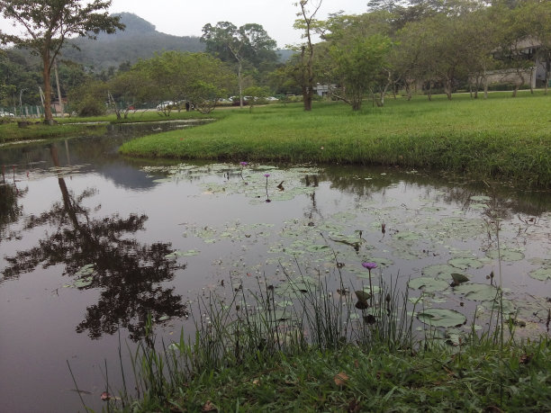带水池的花园图片下载